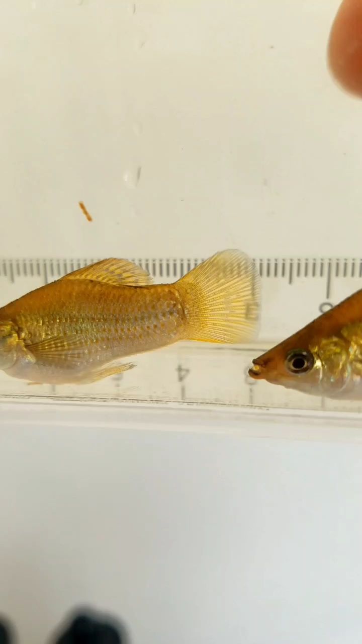 瑪麗魚