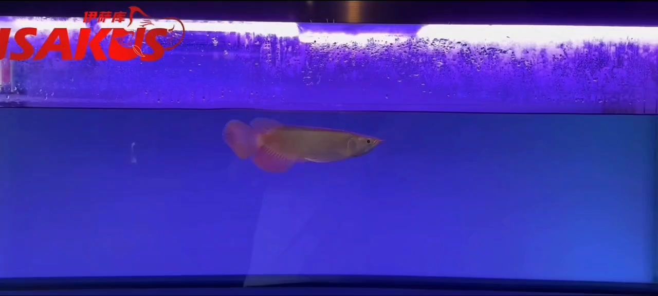 美到無法形容它就是一個藝術品 6位數的就是好看
