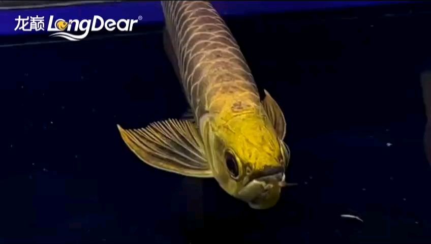 魚缸用增氧泵價格是多少:魚缸增氧機-xtrac增氧機-xtrac增氧機 轉(zhuǎn)發(fā)738 龍魚論壇 轉(zhuǎn)發(fā)738 轉(zhuǎn)發(fā)738 龍魚論壇