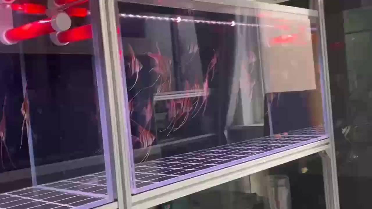 圣菲利佩
