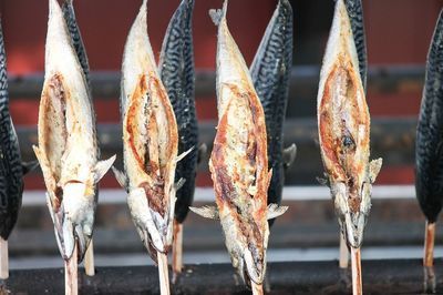 星點金龍魚飼料品牌口碑：星點金龍魚飼料品牌口碑如何