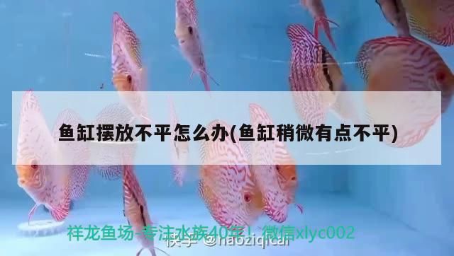 魚缸擺放不平怎么辦(魚缸稍微有點(diǎn)不平)