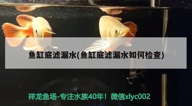 魚缸底濾漏水(魚缸底濾漏水如何檢查)