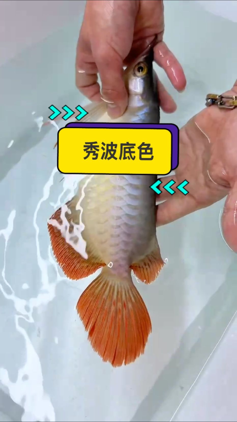 我們的龍魚為什么那么多滿片發(fā)色個體？ 這個視頻給你答案！！！ 紅龍魚發(fā)色紅不紅看底色，麻醉一條26公分小魚出來自然光線給大家看下鱗底！ 自然光下龍魚底色越重未來發(fā)色越優(yōu)秀！ （目前的科技和狠活暫時無法在底色上造假，但請注意避免神燈效果） 快看看你的龍魚底色如何吧?? #萬隆天王紅龍 #觀賞魚 #龍魚 #紅龍