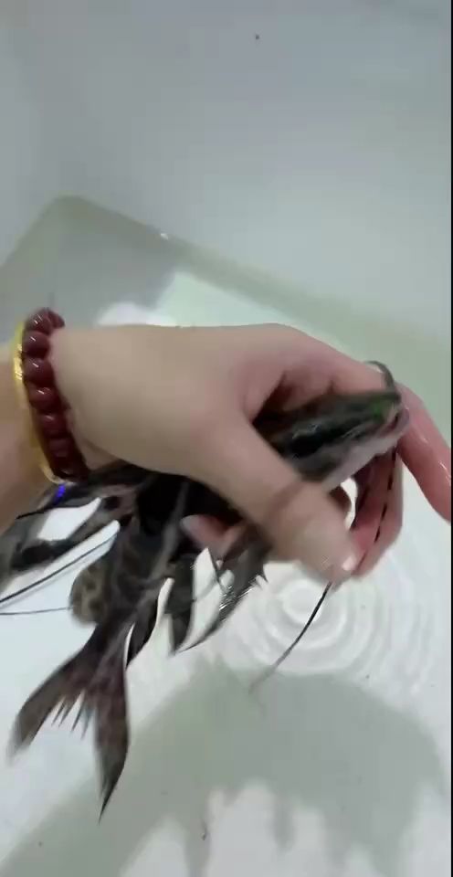 大帆鴨嘴