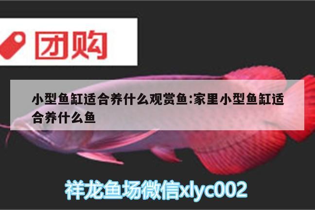 小型魚(yú)缸適合養(yǎng)什么觀賞魚(yú):家里小型魚(yú)缸適合養(yǎng)什么魚(yú)