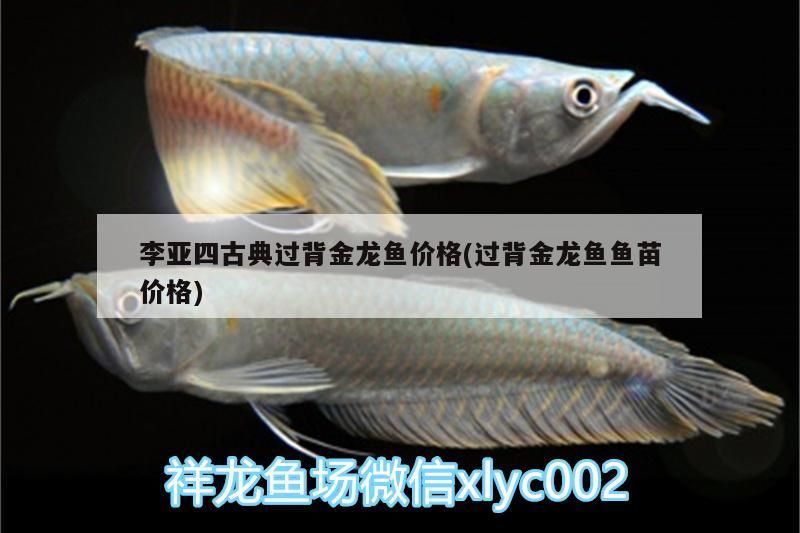 李亞四古典過背金龍魚價(jià)格(過背金龍魚魚苗價(jià)格)