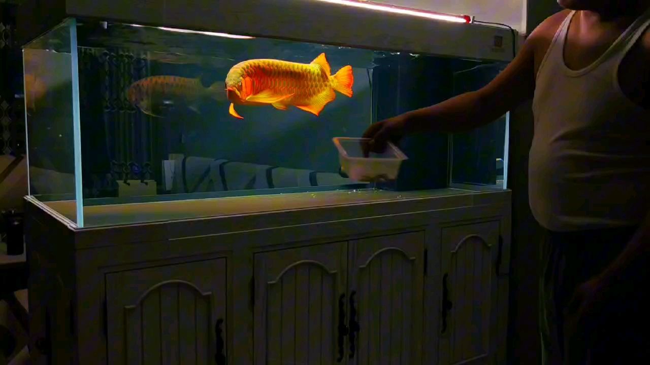 龍魚喂面包蟲的頻率應該是多久一次？（龍魚可以吃面包蟲但喂食頻率和方式需根據其生長階段科學調整）