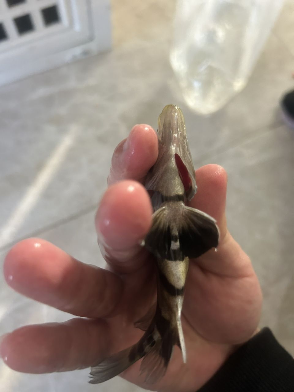 四紋虎魚包肚包脖，高身，14-15厘米