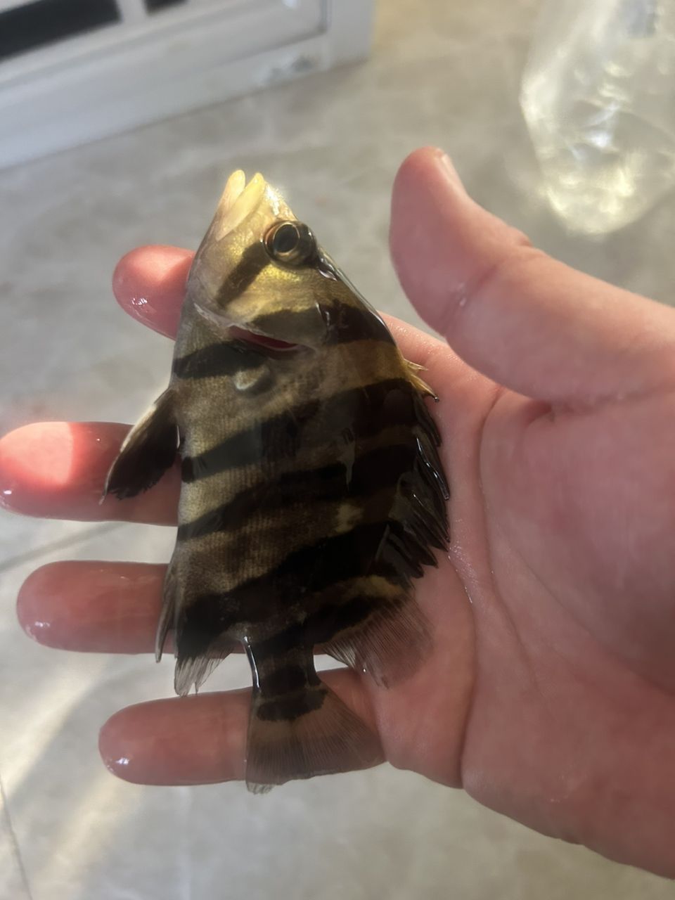四紋虎魚包肚包脖，高身，14-15厘米