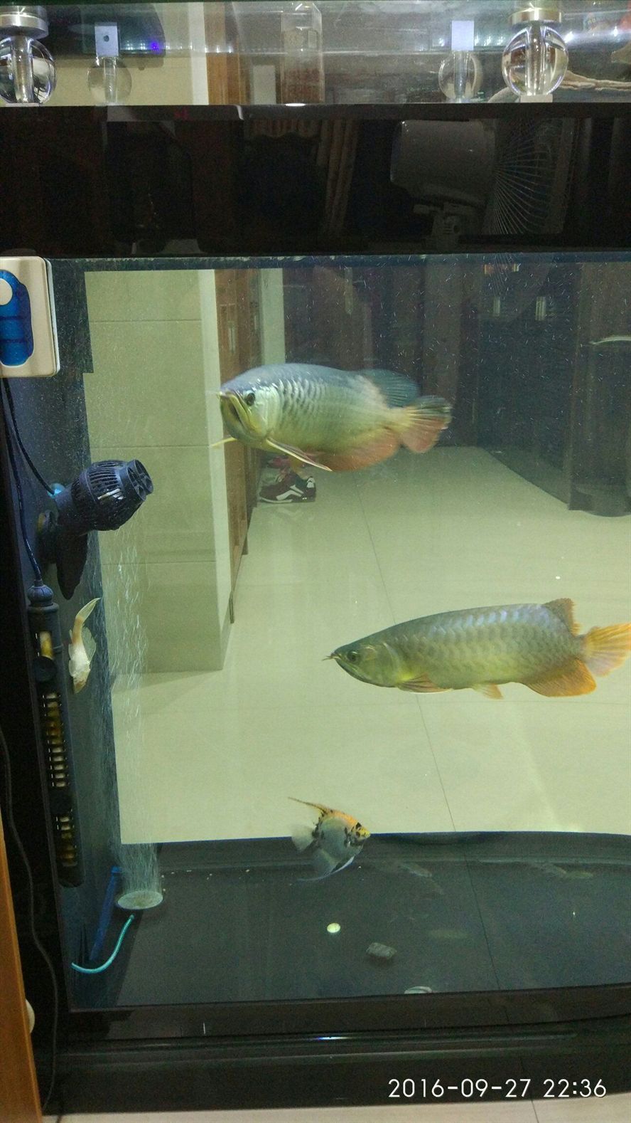 巴中水族館2016927 錦鯉魚百科 第2張 巴中水族館2016927 巴中水族館2016927 錦鯉魚百科 第2張