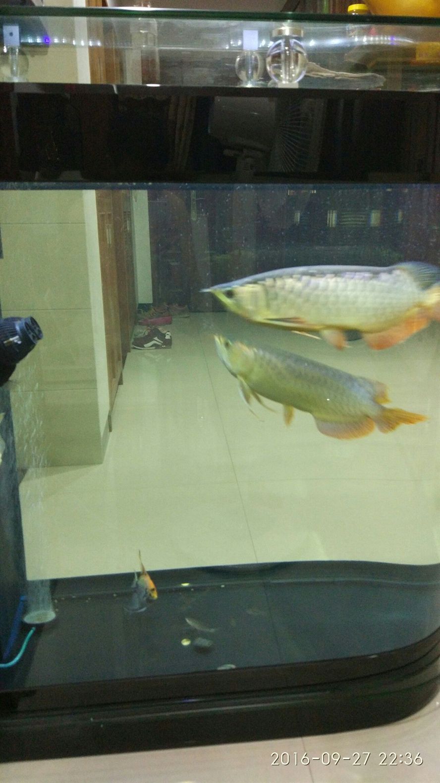 巴中水族館2016927 錦鯉魚百科 第3張 巴中水族館2016927 巴中水族館2016927 錦鯉魚百科 第3張