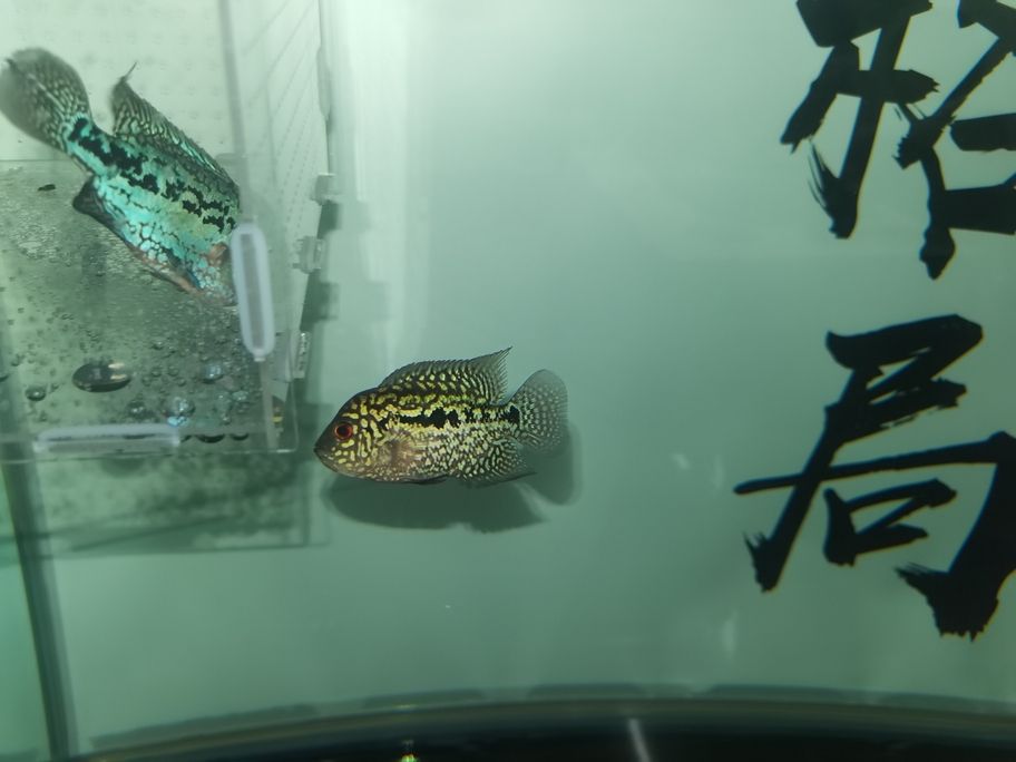 阿泰頭部發展還是沒達到預期，個頭長的倒是挺快，決定給他住單人單間，壓一段時間，順便把樓下大本請上來刺激他一下[huaixiao][huaixiao][huaixiao][huaixiao]