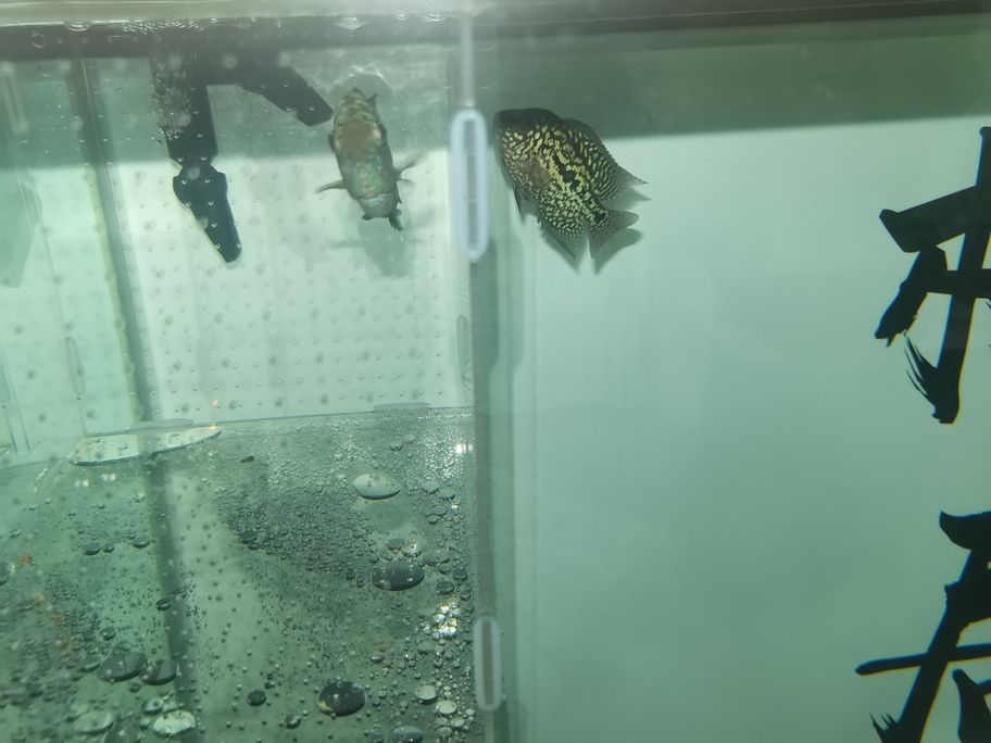阿泰頭部發展還是沒達到預期，個頭長的倒是挺快，決定給他住單人單間，壓一段時間，順便把樓下大本請上來刺激他一下[huaixiao][huaixiao][huaixiao][huaixiao]