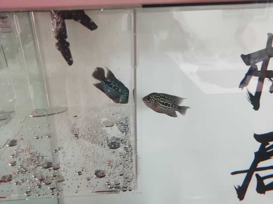 阿泰頭部發展還是沒達到預期，個頭長的倒是挺快，決定給他住單人單間，壓一段時間，順便把樓下大本請上來刺激他一下[huaixiao][huaixiao][huaixiao][huaixiao]