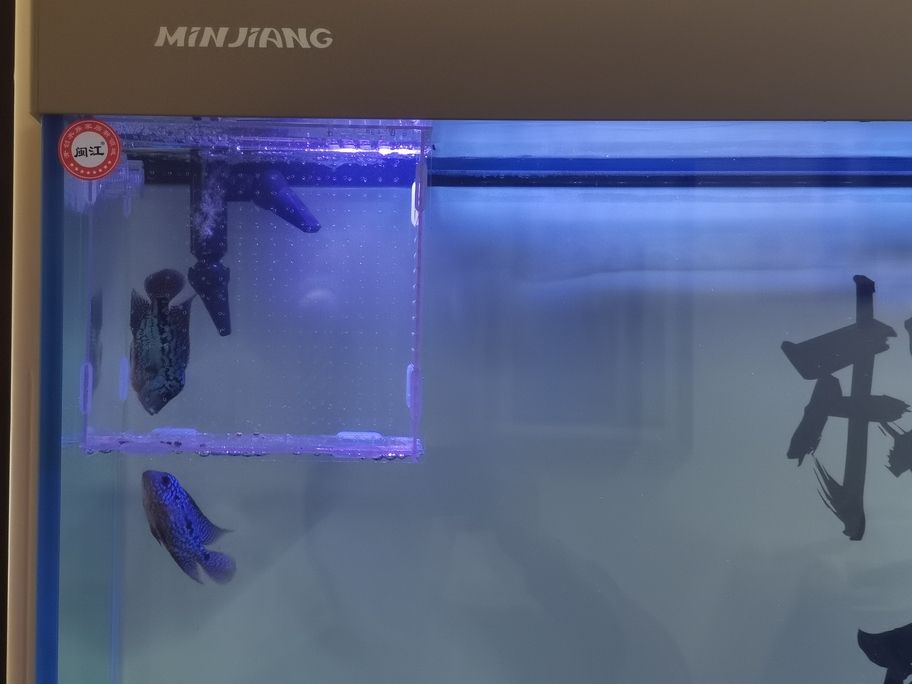 阿泰頭部發展還是沒達到預期，個頭長的倒是挺快，決定給他住單人單間，壓一段時間，順便把樓下大本請上來刺激他一下[huaixiao][huaixiao][huaixiao][huaixiao]