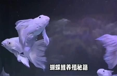 蝴蝶鯉苗育苗最簡單三個步驟（蝴蝶鯉育苗最簡單的三個步驟）