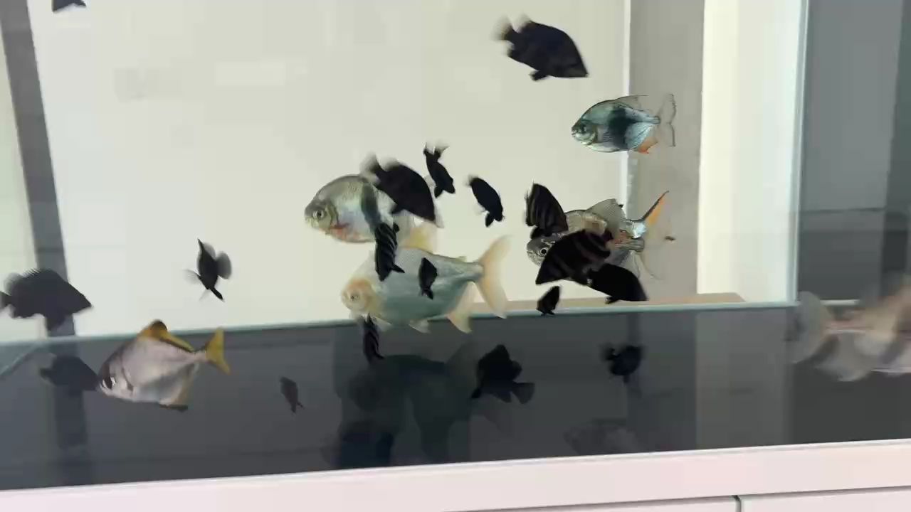 一缸虎魚