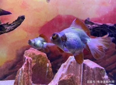 觀賞魚水族館（佛山觀賞魚水族館）