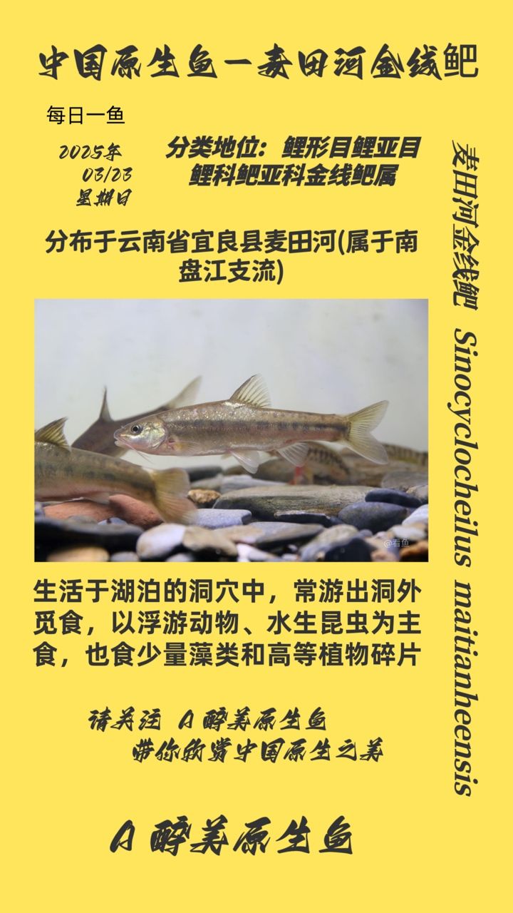 麥田河金線鲃個