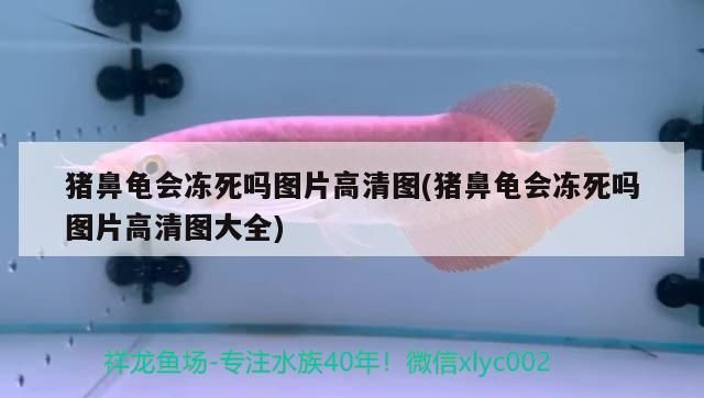 豬鼻龜會(huì)凍死嗎圖片高清圖(豬鼻龜會(huì)凍死嗎圖片高清圖大全)