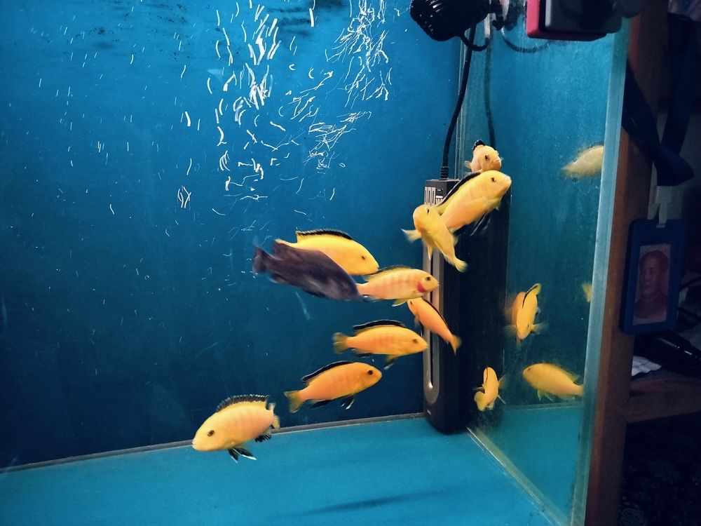 給家里缸弄點新品種 給家里缸弄點新品種 龍魚論壇 第1張