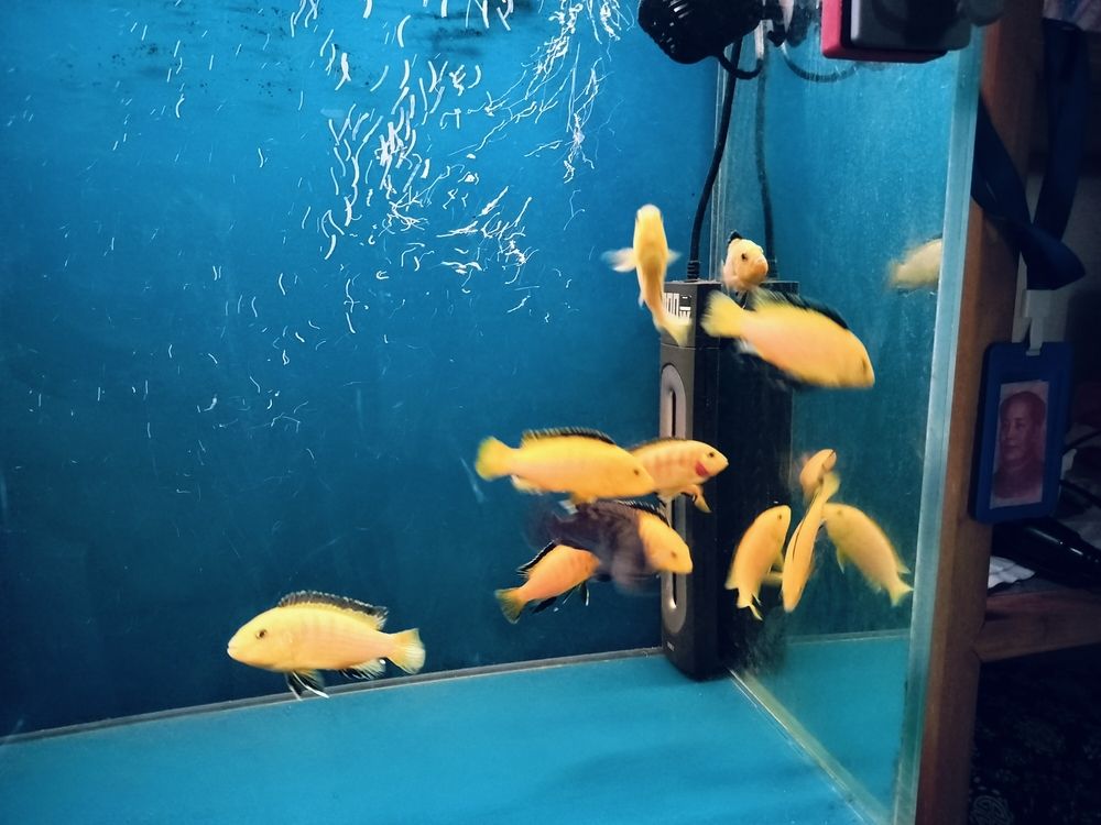 給家里缸弄點新品種 給家里缸弄點新品種 龍魚論壇 第2張