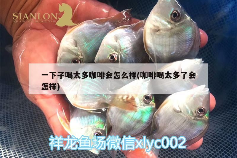 一下子喝太多咖啡會(huì)怎么樣(咖啡喝太多了會(huì)怎樣)