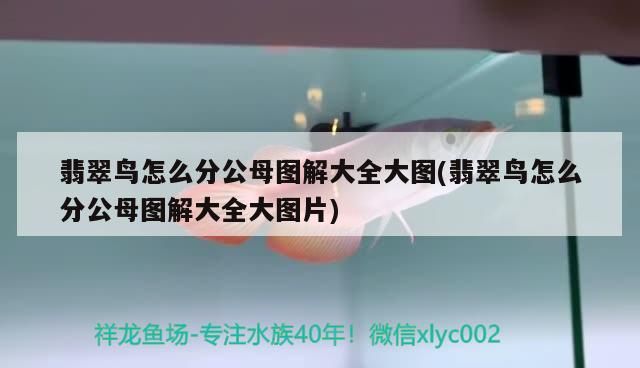 翡翠鳥怎么分公母圖解大全大圖(翡翠鳥怎么分公母圖解大全大圖片)