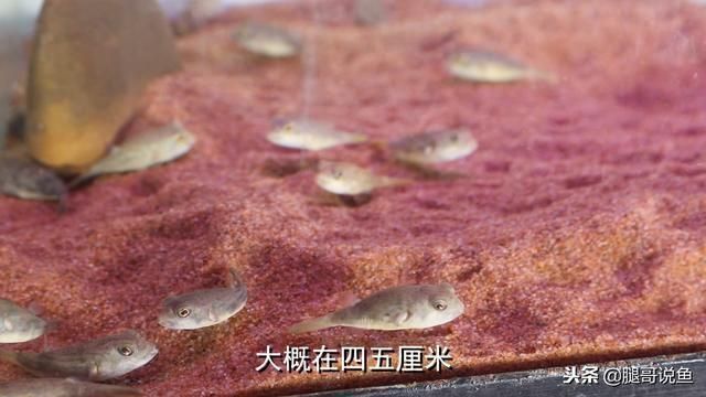 紅龍魚(yú)的等級(jí)：紅龍魚(yú)的分級(jí)系統(tǒng)