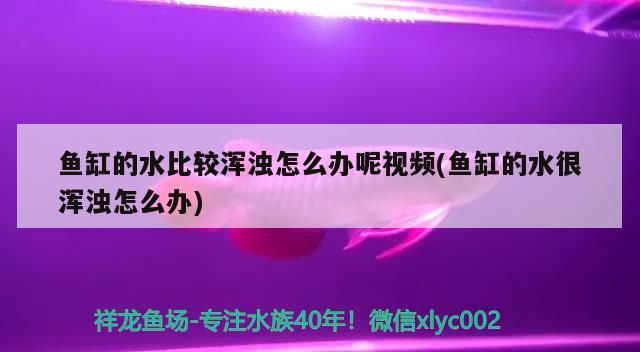 魚缸的水比較渾濁怎么辦呢視頻(魚缸的水很渾濁怎么辦)