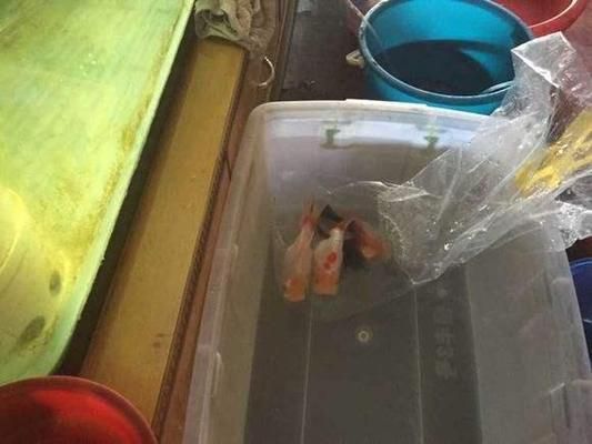 泰獅多大的魚缸比較好看（泰獅多大的魚缸比較好看一點） 泰獅多大的魚缸比較好看（泰獅多大的魚缸比較好看一點） 李亞四龍魚 第1張