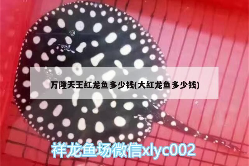 萬隆天王紅龍魚多少錢(大紅龍魚多少錢)
