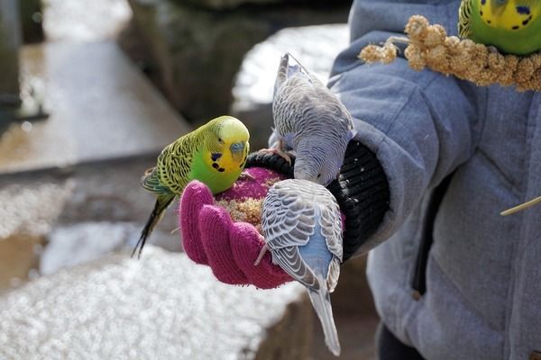 泗水紅龍魚在哪可以買啊：泗水紅龍魚在哪可以買啊