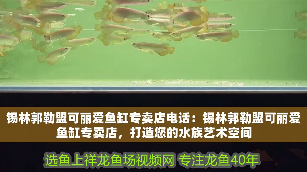錫林郭勒盟可麗愛魚缸專賣店電話：錫林郭勒盟可麗愛魚缸專賣店，打造您的水族藝術空間