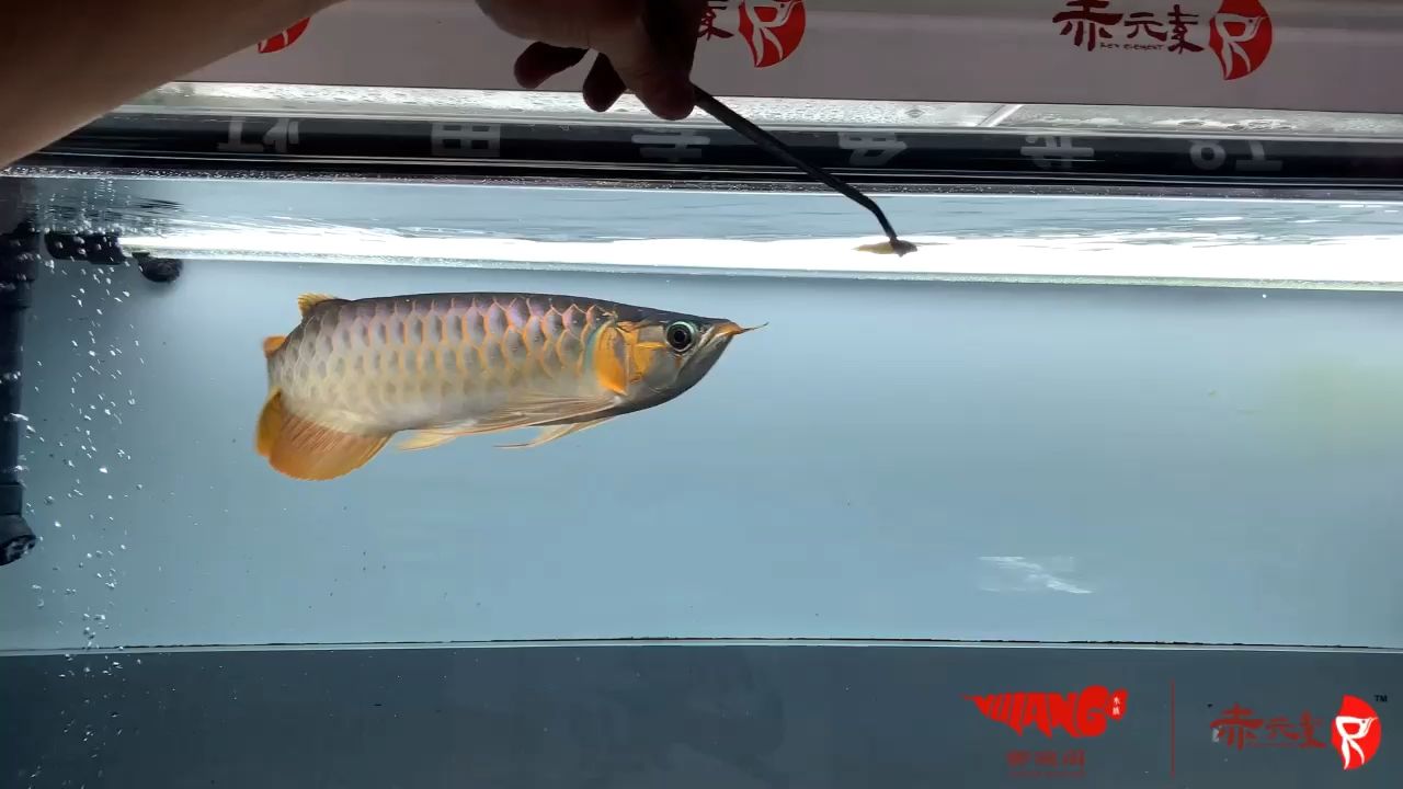 赤元素限量之魅