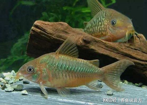 魚缸什么時候加鹽（魚缸什么時候加鹽好）
