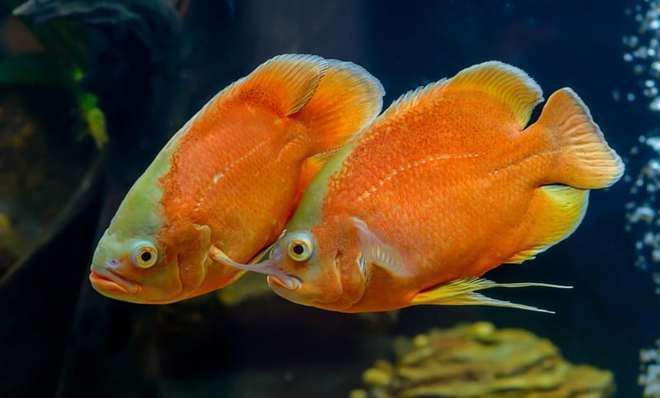 怎么形容龍魚的樣子的句子：龍魚之姿，水中瑰寶的絕美風華