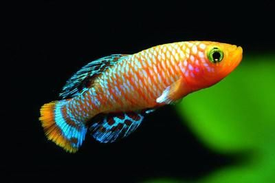 非洲觀賞魚生活的自然條件有哪些（非洲觀賞魚的起源與演化非洲觀賞魚的起源與演化歷程）