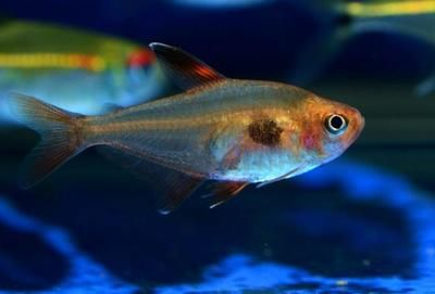 非洲觀賞魚生活的自然條件有哪些（非洲觀賞魚的起源與演化非洲觀賞魚的起源與演化歷程）