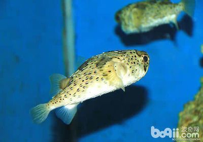 觀賞魚集體死亡原因（觀賞魚的死亡可能是由多種因素引起觀賞魚的健康因素引起的選擇） 觀賞魚集體死亡原因（觀賞魚的死亡可能是由多種因素引起觀賞魚的健康因素引起的選擇） 印尼大湖漁場(chǎng)產(chǎn)業(yè)聯(lián)盟 第4張