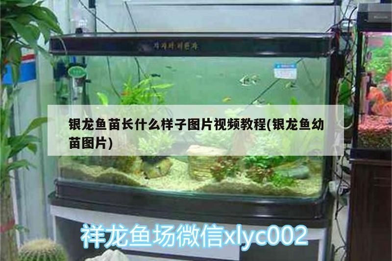 銀龍魚苗長什么樣子圖片視頻教程(銀龍魚幼苗圖片)