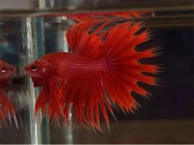 高價觀賞魚品種（觀賞魚品種大全中國論文網觀賞魚市場趨勢水族館魚類養殖技術） 高價觀賞魚品種（觀賞魚品種大全中國論文網觀賞魚市場趨勢水族館魚類養殖技術） 龍年龍魚 第4張
