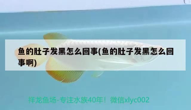 魚的肚子發黑怎么回事(魚的肚子發黑怎么回事啊)