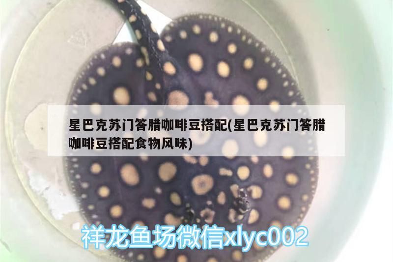 給大魚缸換水的作文:體驗(yàn)給大魚缸換水的樂趣:體驗(yàn)給大魚缸換水:給大魚缸換水的作文 星巴克蘇門答臘咖啡豆搭配(星巴克蘇門答臘咖啡豆搭配食物風(fēng)味) 馬來西亞咖啡 星巴克蘇門答臘咖啡豆搭配(星巴克蘇門答臘咖啡豆搭配食物風(fēng)味) 星巴克蘇門答臘咖啡豆搭配(星巴克蘇門答臘咖啡豆搭配食物風(fēng)味) 馬來西亞咖啡