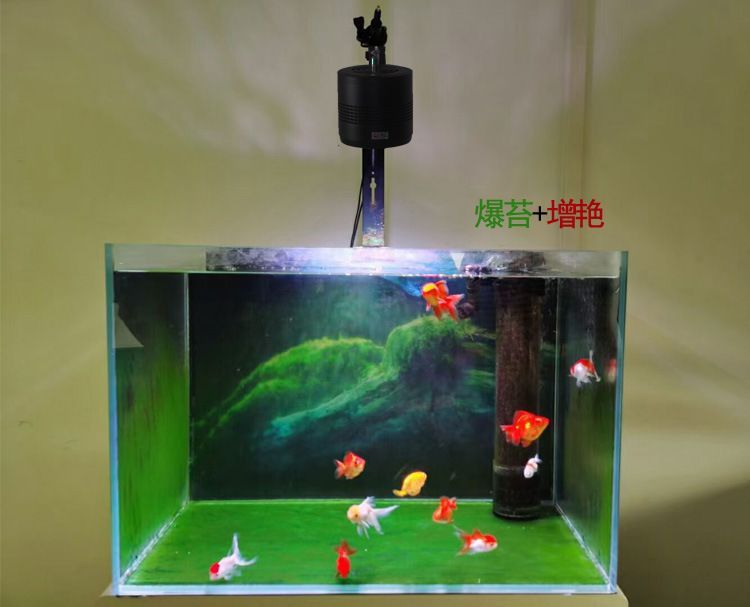 海鯨魚缸燈（水族箱燈光設計的藝術探索如何通過燈光設計提升水族箱的觀賞效果）