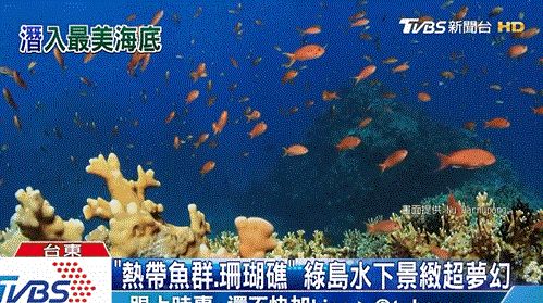 韓國觀賞魚市場前景如何（韓國觀賞魚市場前景如何？）
