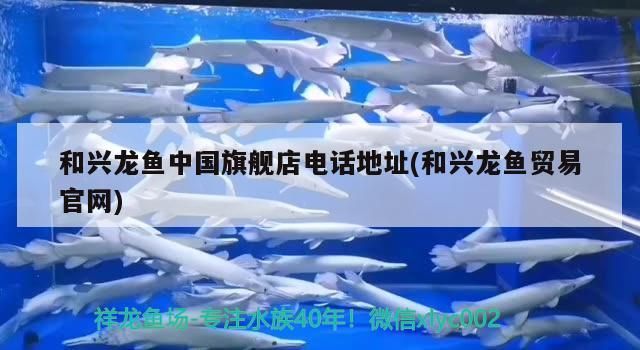 和興龍魚中國旗艦店電話地址(和興龍魚貿易官網)