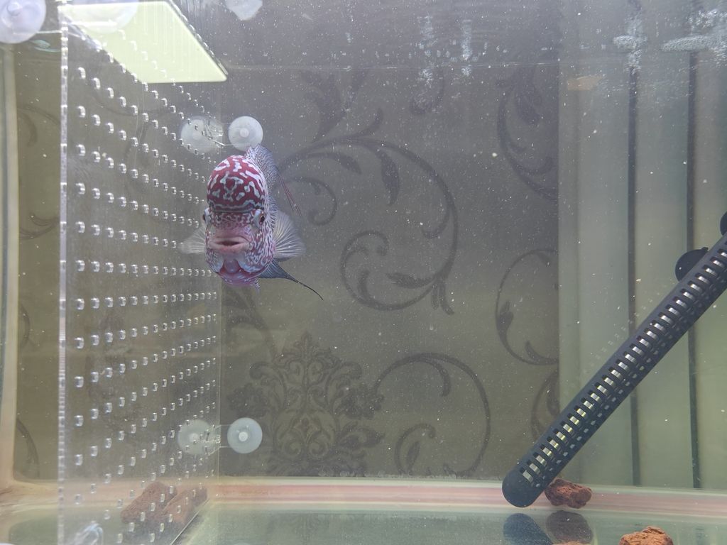 我這是啥魚？大佬們幫我說說。 我這是啥魚？大佬們幫我說說。 龍魚論壇 第1張