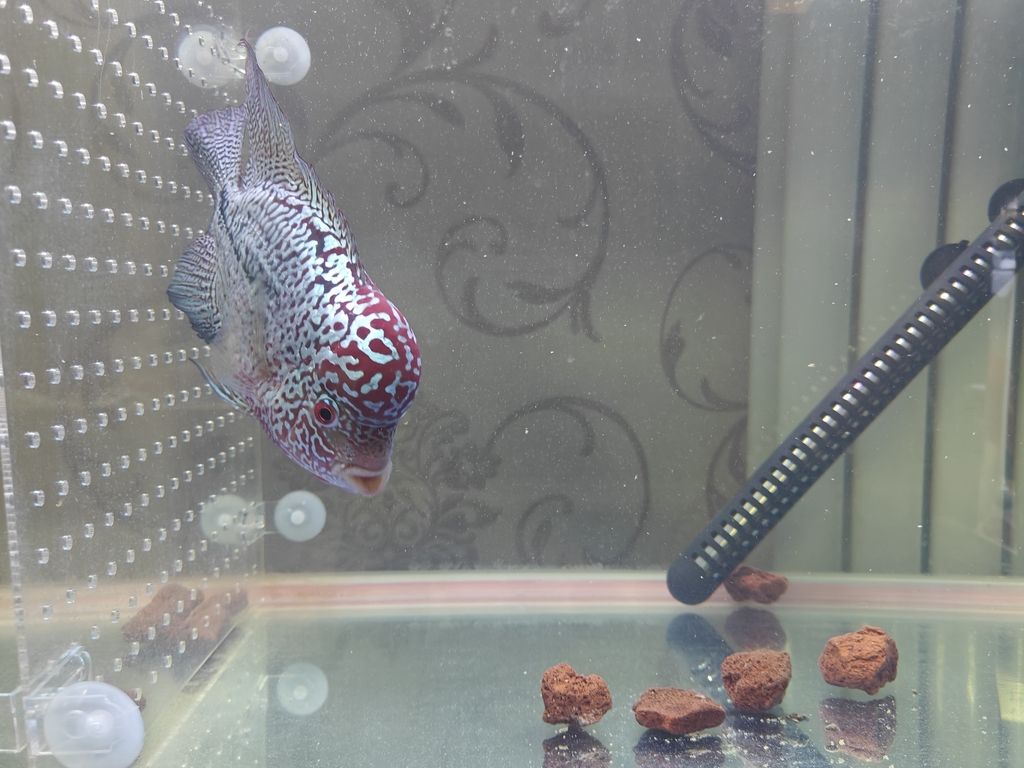 我這是啥魚？大佬們幫我說說。 我這是啥魚？大佬們幫我說說。 龍魚論壇 第2張